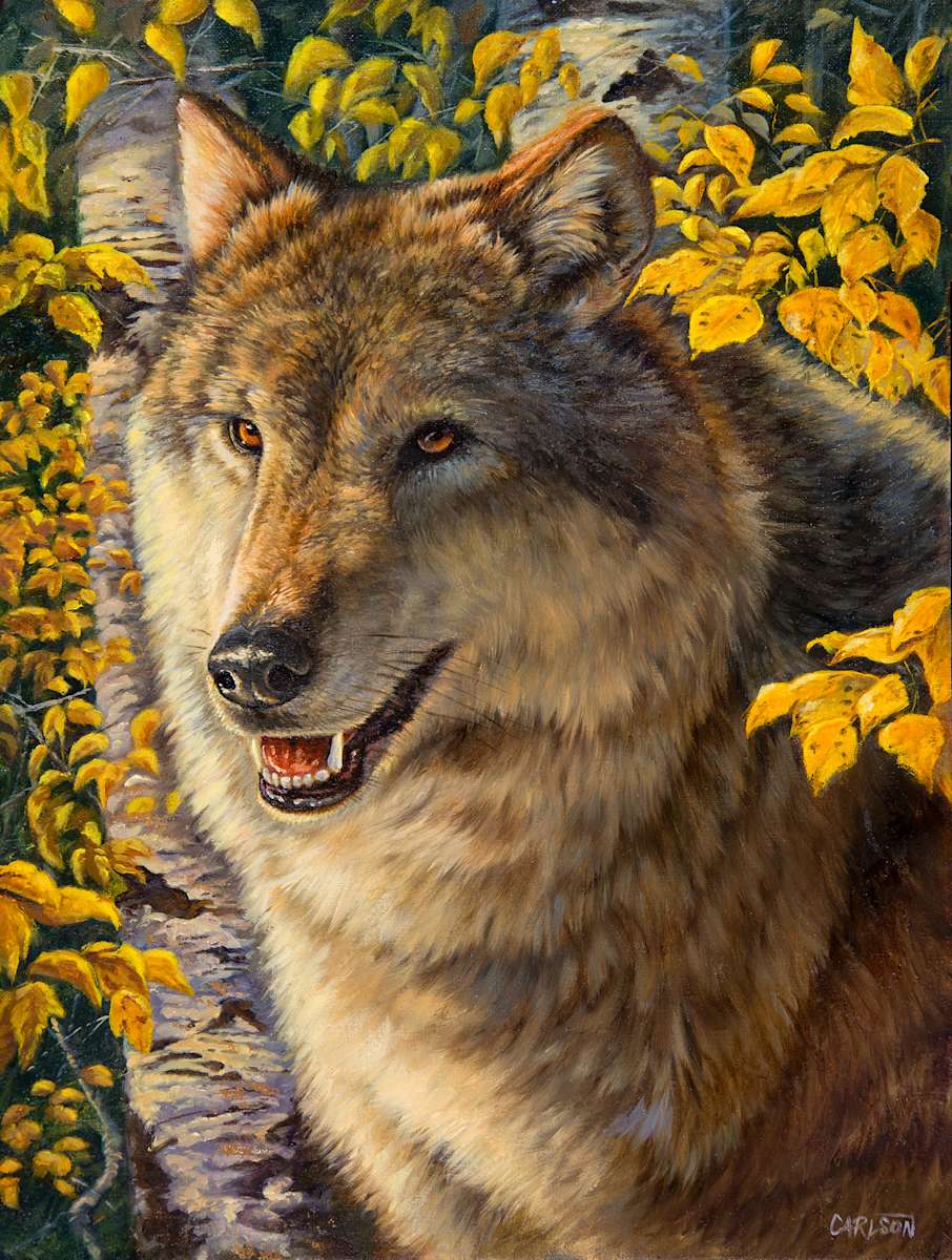 Among the Aspens  Image: Gliding through the aspen trails the wolf 
surveys his autumn domain.  I liked the 
contrast of colors between the vibrant 
aspens, brilliant blue sky, and grey wolves.