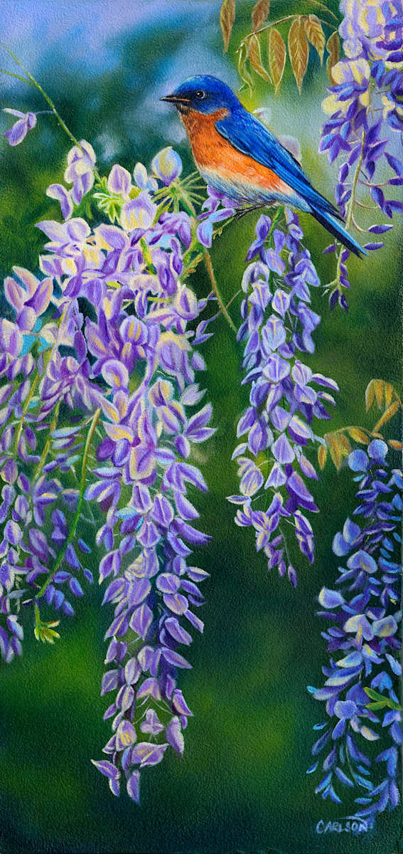 Bluebird in wisteria 
