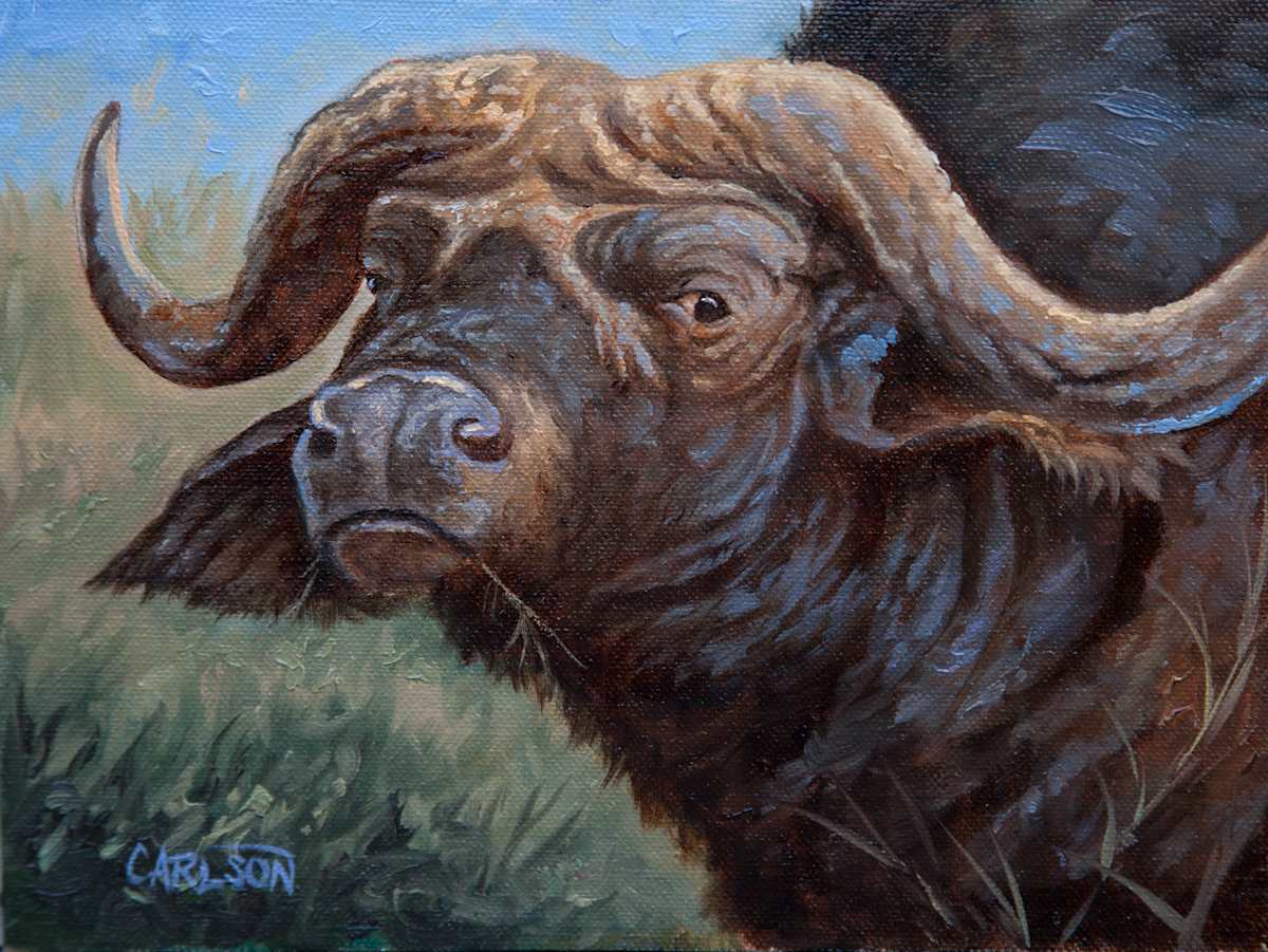 Cape Buffalo by cory Carlson 