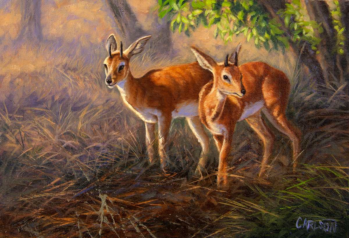 Dik Diks 