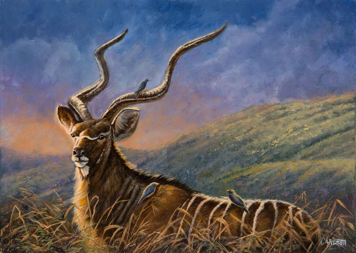 Tandala Kubwa Greater Kudu by cory Carlson 