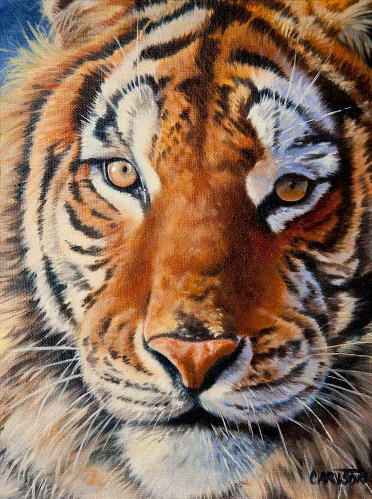 Siberian Tiger portrait IV by cory Carlson 
