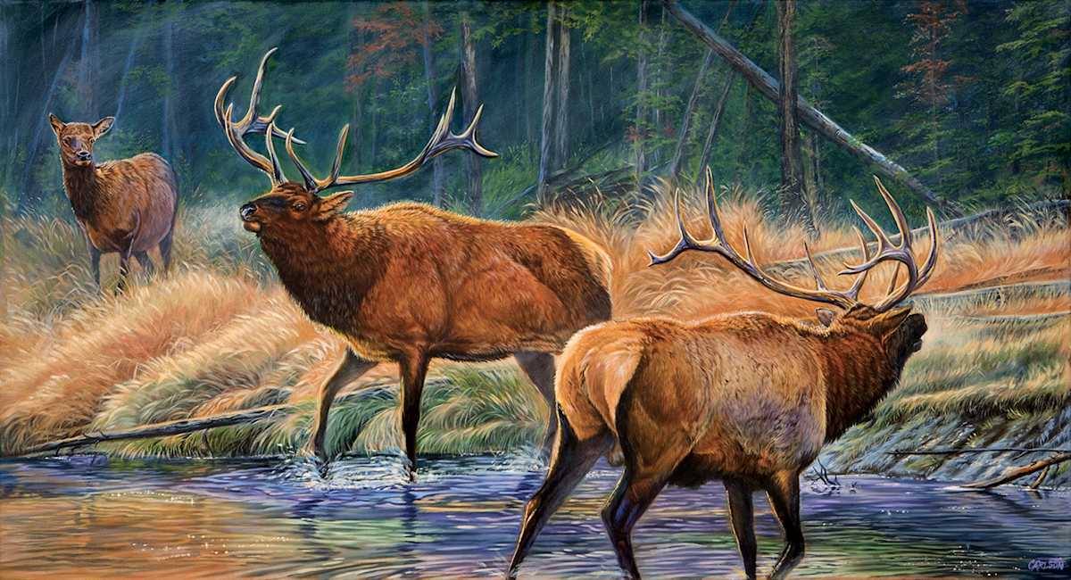 Royal Challenge by cory Carlson, Image 1.