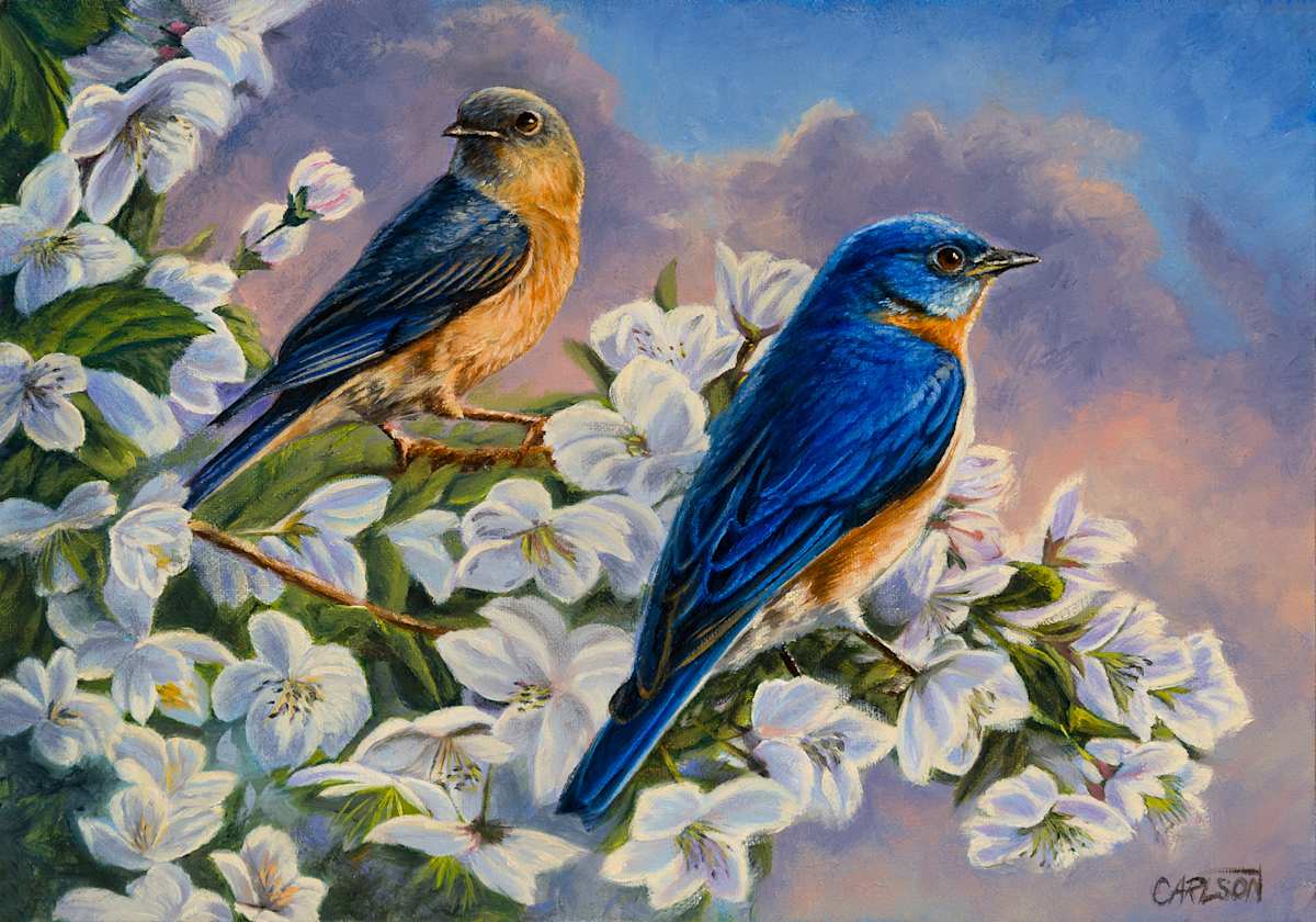 Orchard Bluebirds by cory Carlson 