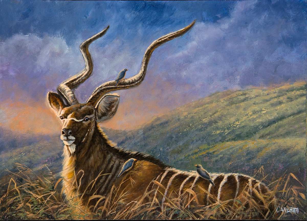 Majestic Kudu by cory Carlson, Image 1.