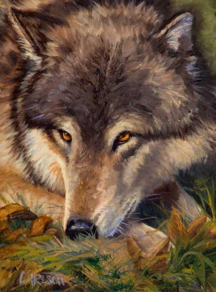 Grey Wolf III by cory Carlson 