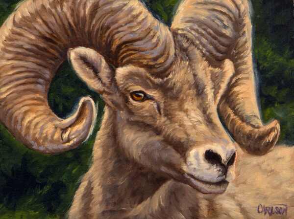 Bighorn Sheep 