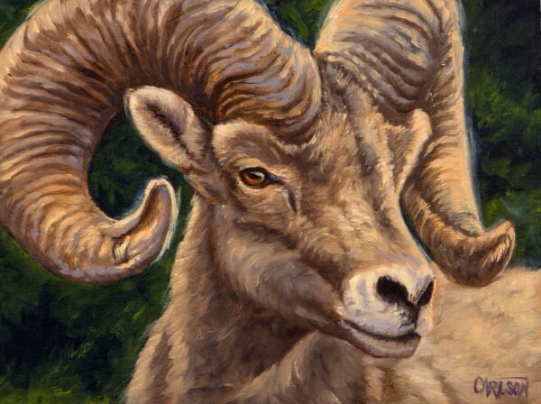 Bighorn Sheep, Image 1.