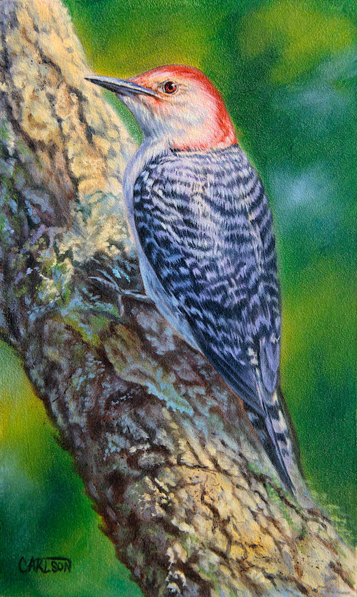 Red bellied woodpecker I by cory Carlson 