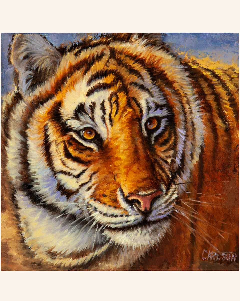Siberian Tiger by cory Carlson  Image: Big cats have always been a favorite
subject of mine and the beautiful
colors and fearful symmetry of tigers
have always fascinated me.  I wanted
to capture the stunning gaze of the 
world's largest cat.
