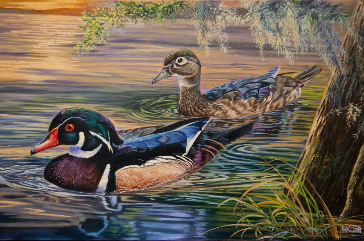 Wood Ducks at sunset, Image 1.