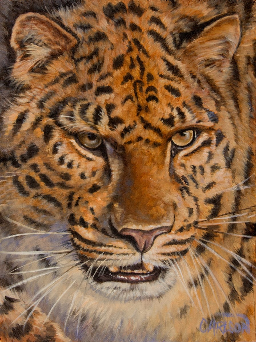 Amur Leopard, Image 1.