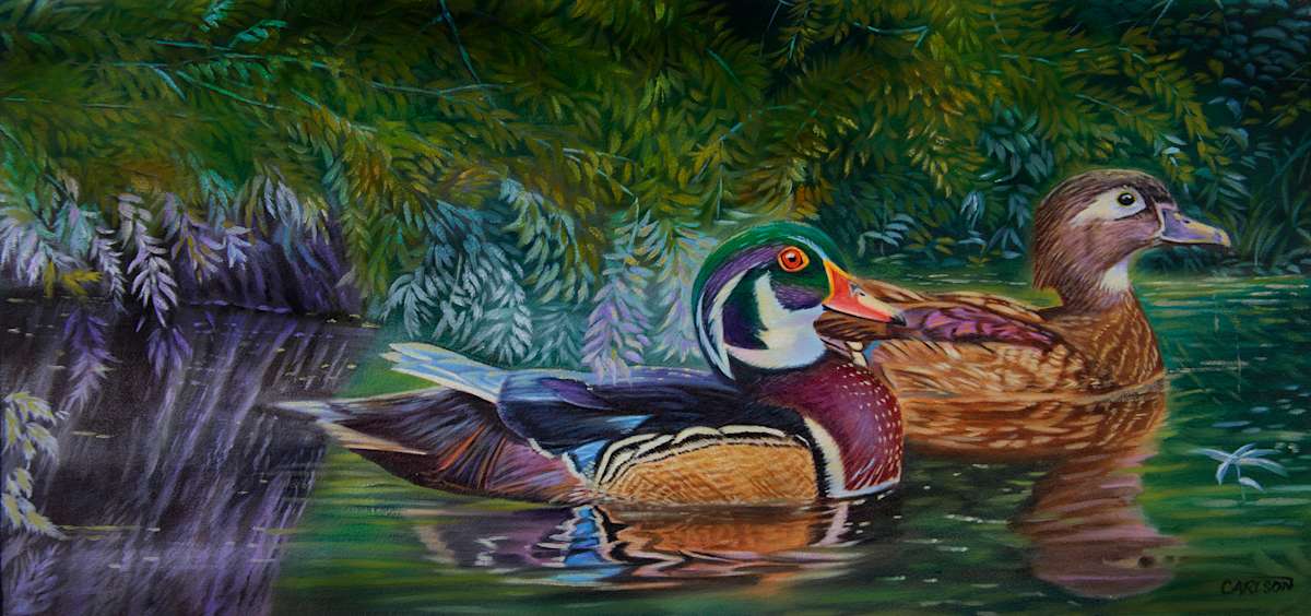 Bayou Wood Ducks 