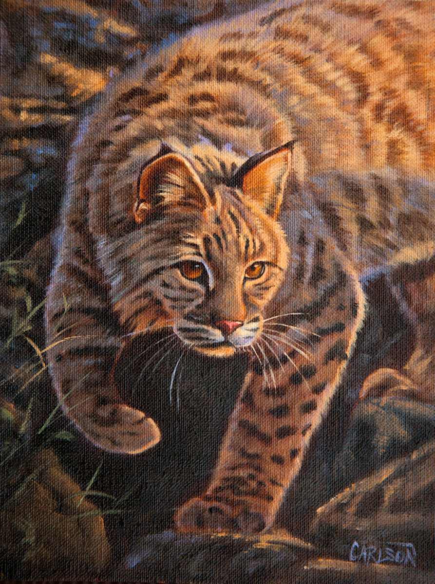 Bobcat 