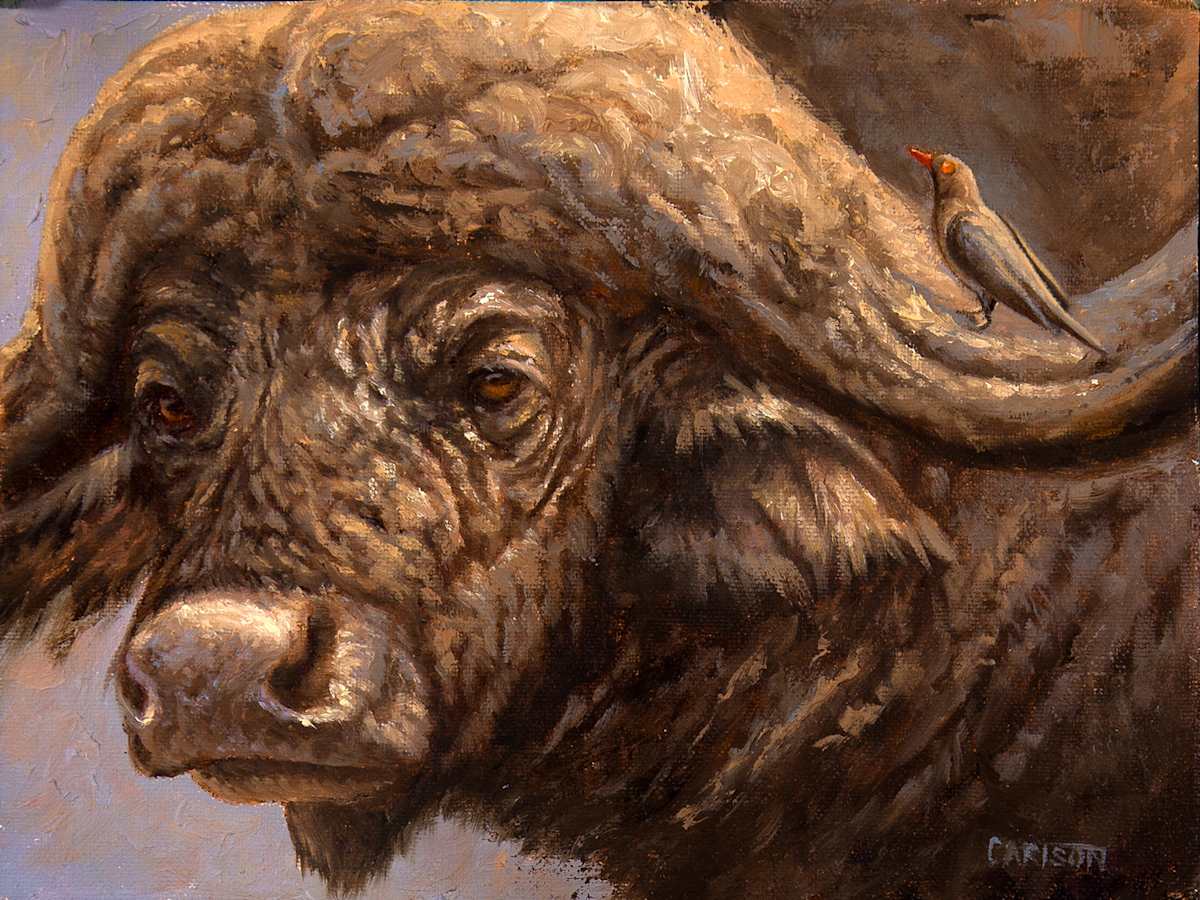 Cape Buffalo portrait 