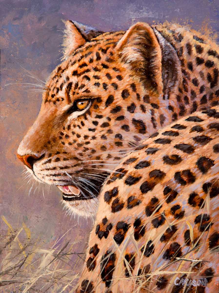 African Leopard by cory Carlson 