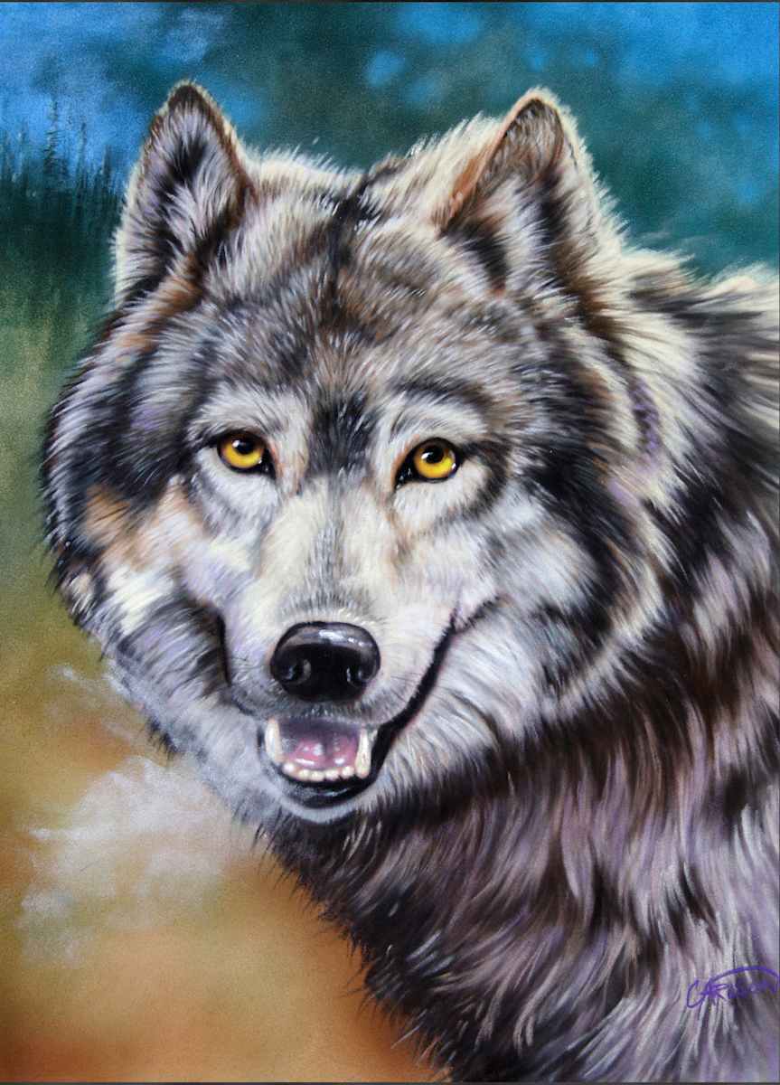 Gray wolf by cory Carlson, Image 1.