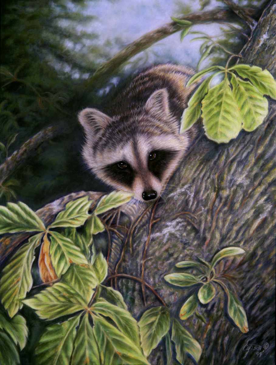 Young bandit 