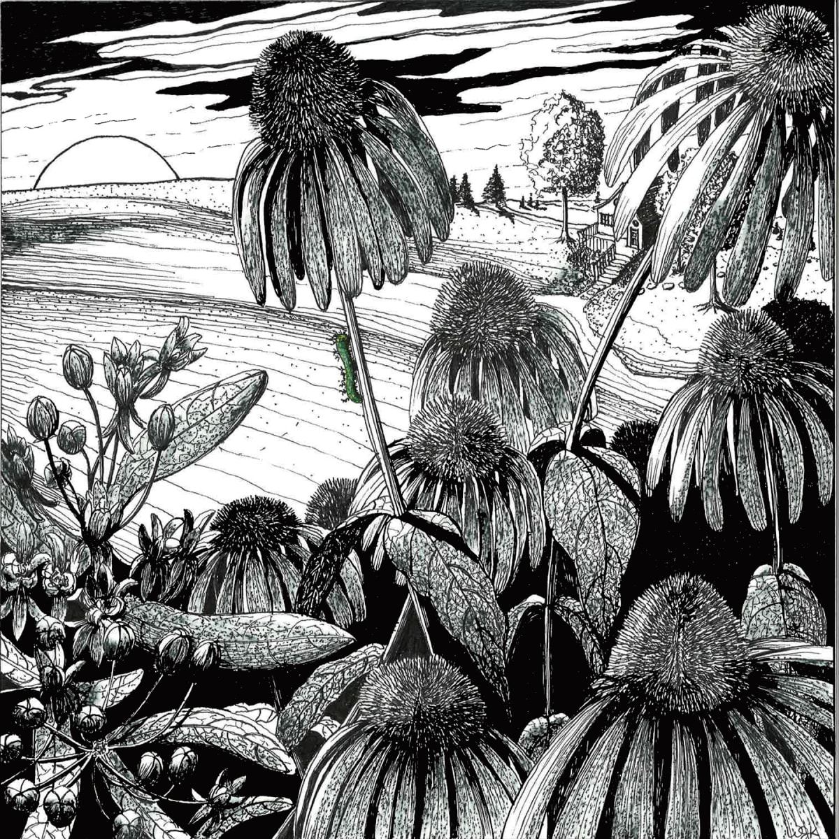 Painted Lady Caterpillar on Echinacea 