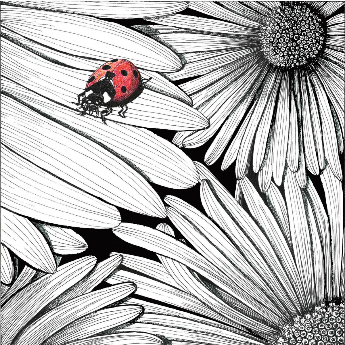 Ladybug on Gerbera Daisy 