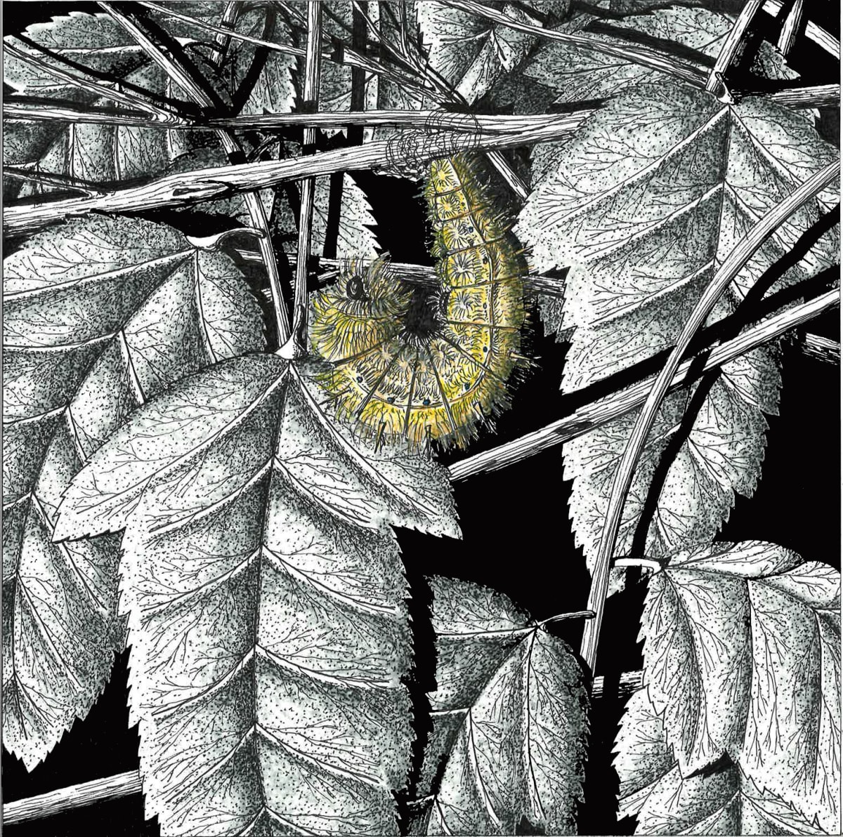 Painted Lady Caterpillar Building 