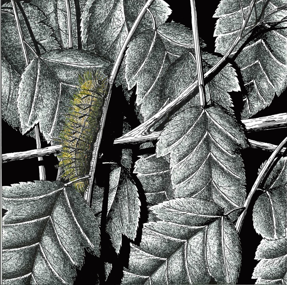 Painted Lady Caterpillar Climbing 