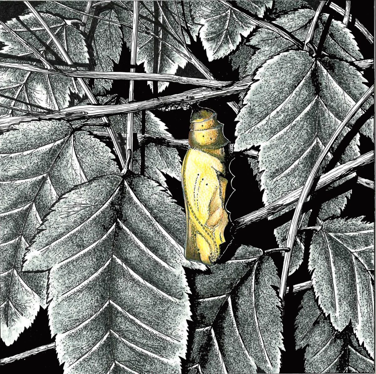 Painted Lady Chrysalis 