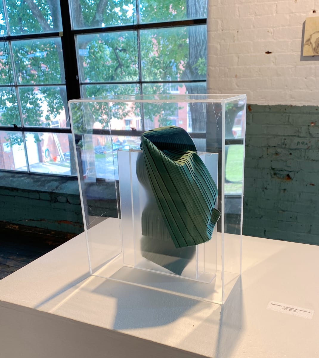 Specimen, Cytoplasm (& membrane) by Anna Test 