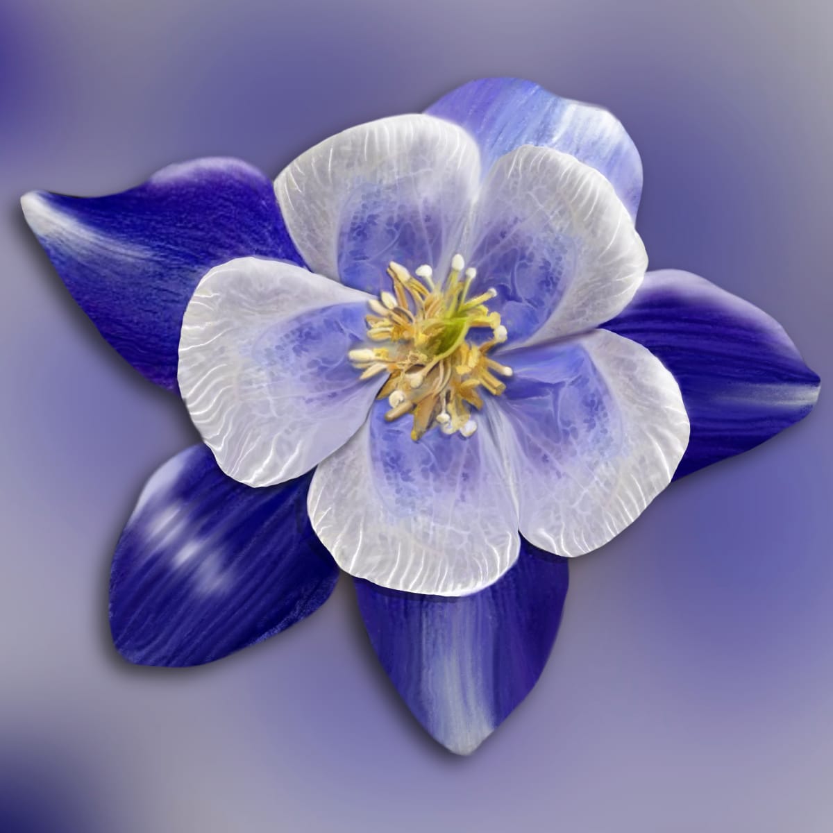 Colorado Columbine Deep Purple by Margo Thomas 