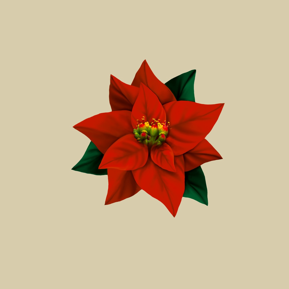 Poinsettia by Margo Thomas 