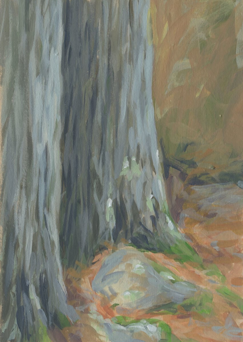 Pine & Rock at Clearwater Forest 