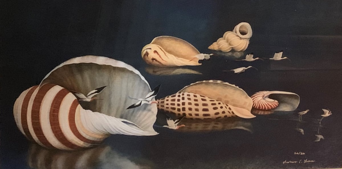 Shells & Birds by Marcus Thomas, Image 1.