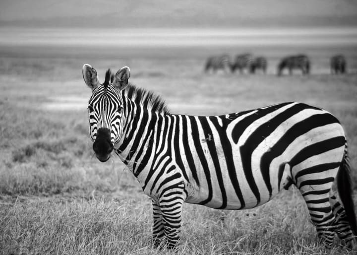 Ngoronogoro Zebra, Image 1.