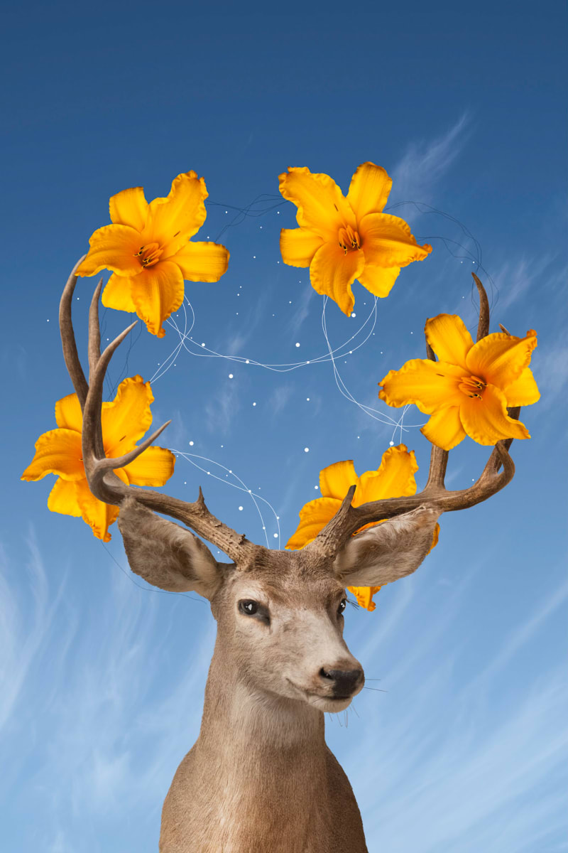 Stag Party 1/10 by Bogdan Mihai