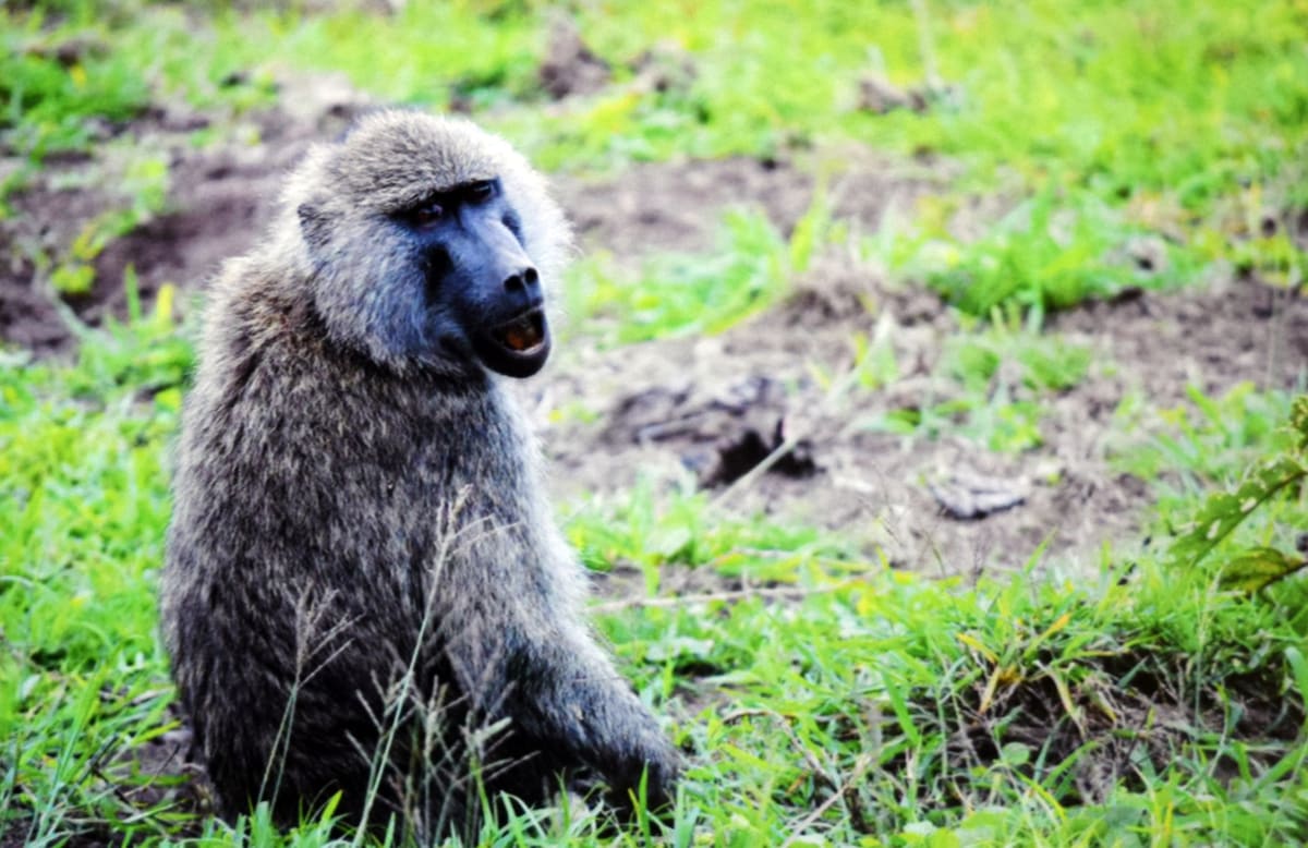 Baboon by Robert Ward 