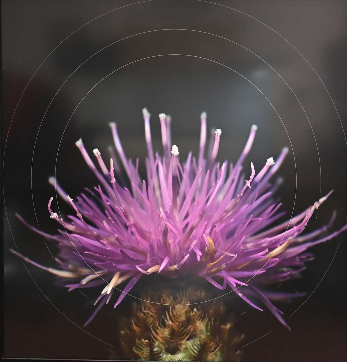 (4) Untitled by Dondero Mary, Image 1.