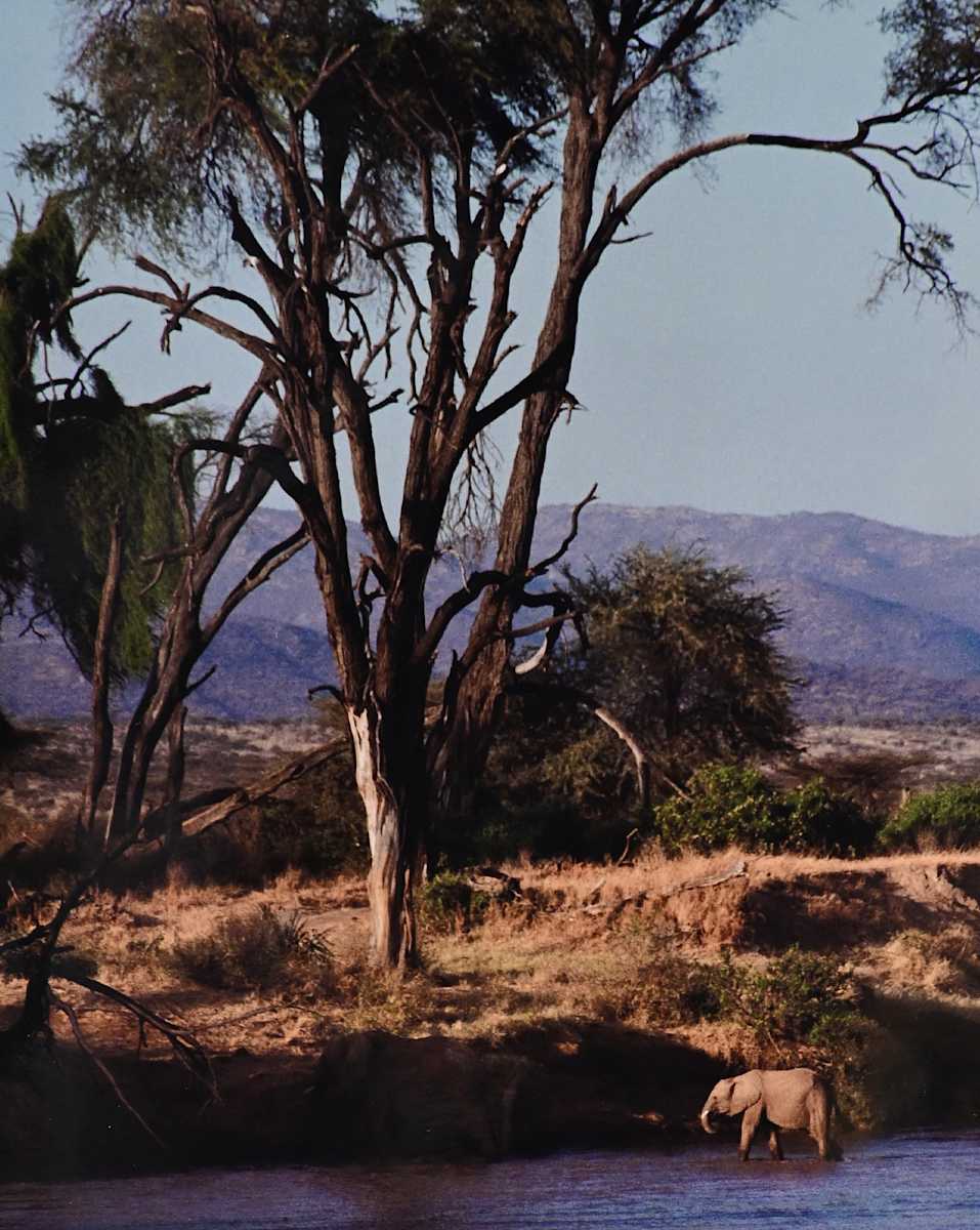 Elephant Perspective, Kenya by Anne D. Greenbaum, Image 1.