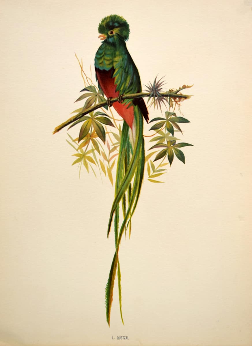Pajoros de Mexico by Rafael Munoz Lopez, Image 5.