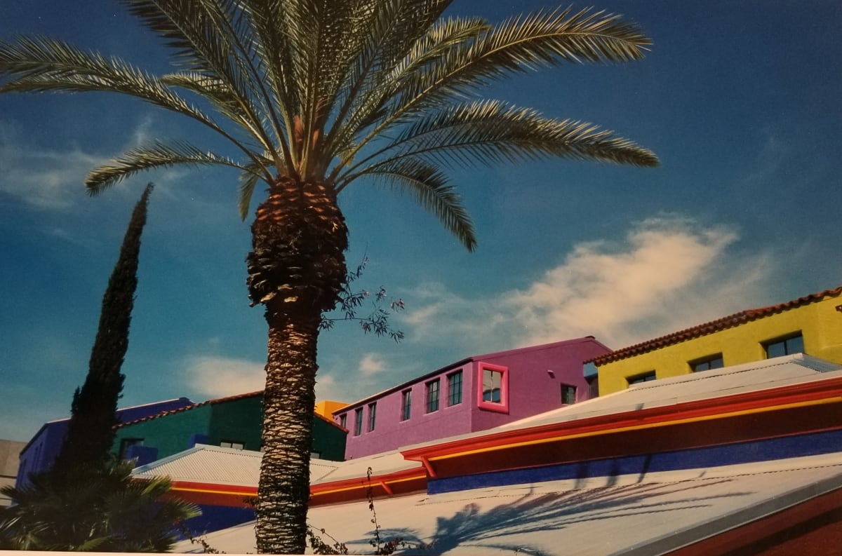 Palm Tree, La Placida, Tucson by Robert Ward 