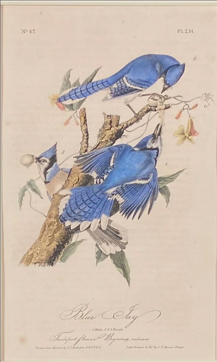 Blue Jays by John Audubon 