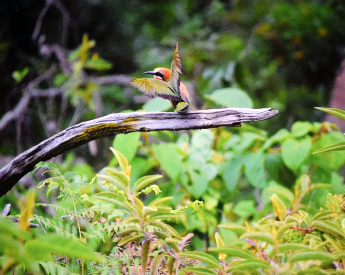 Exotic Bird by Robert Ward 