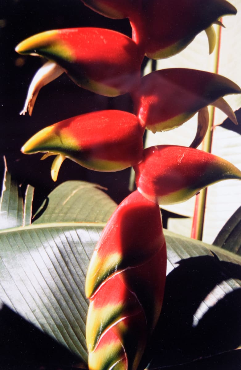 Untitled Brazil by Robert Ward 