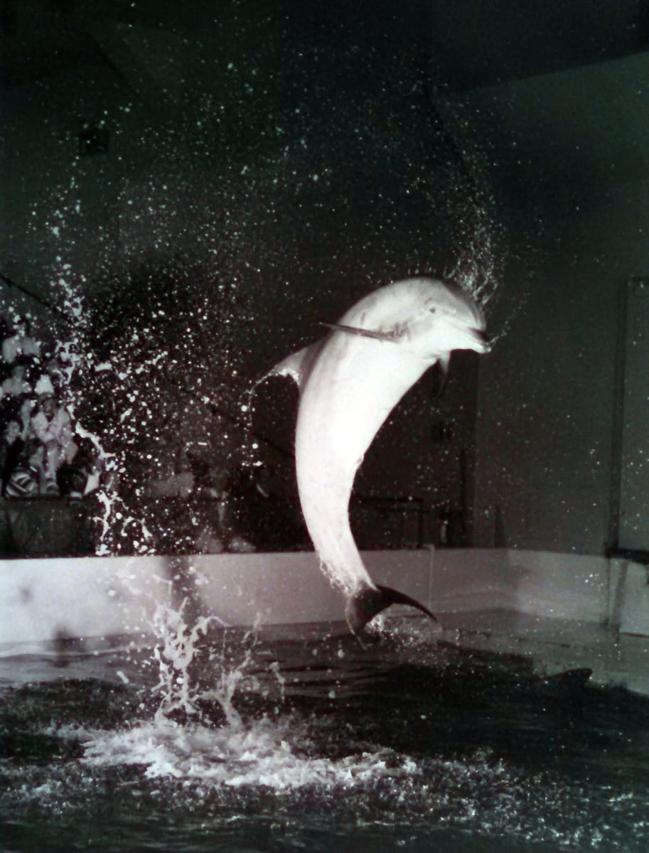 Dolphin Jump Boston Aquarium by Harold Edgerton  Image: Dolphin Jump Boston Aquarium by Harold Edgerton