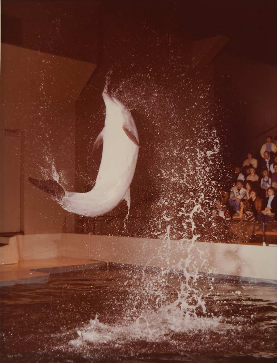 Dolphin Jump Boston Aquarium by Harold Edgerton, Image 1.