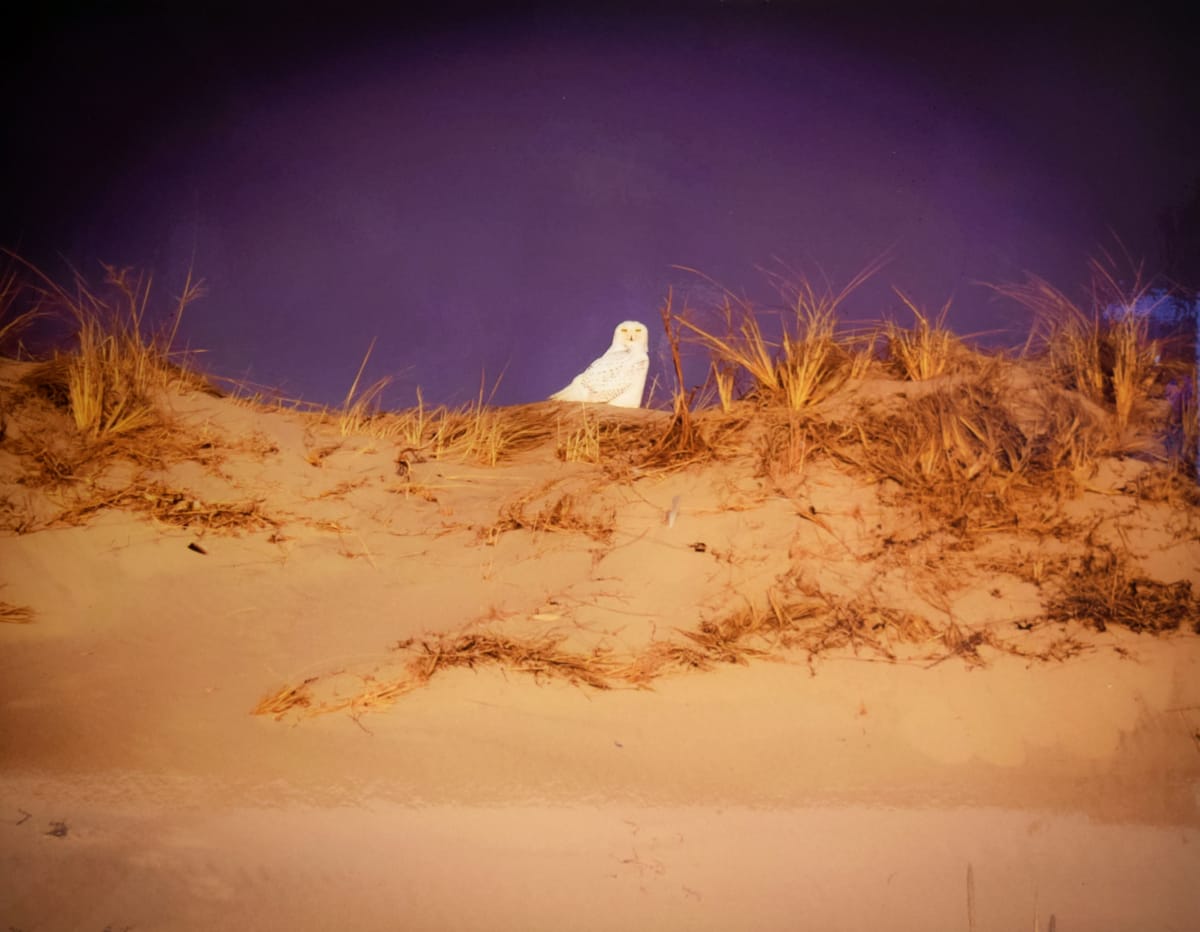 Snow White by Michelle Jennette 