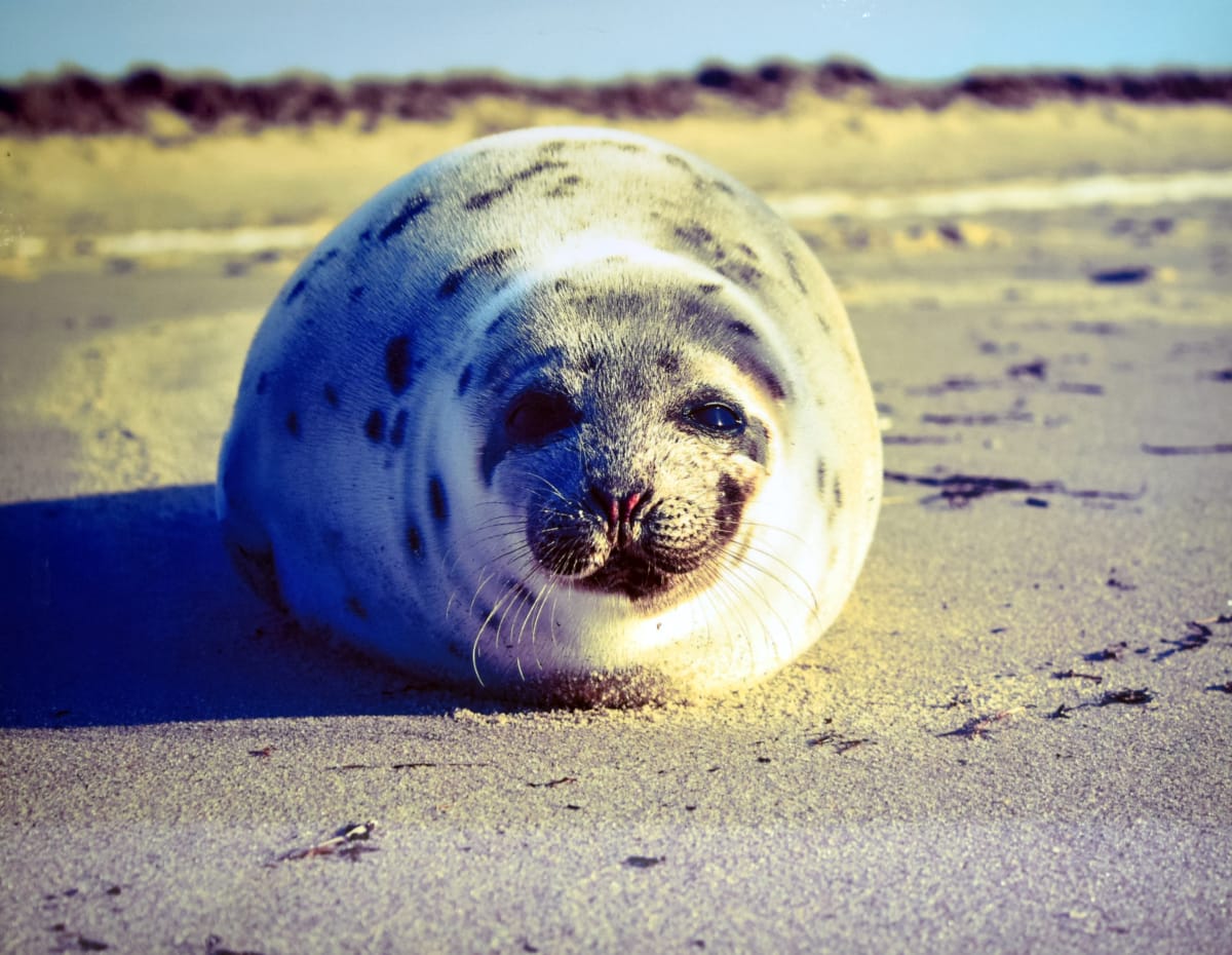 Basking Out by Michelle Jennette 