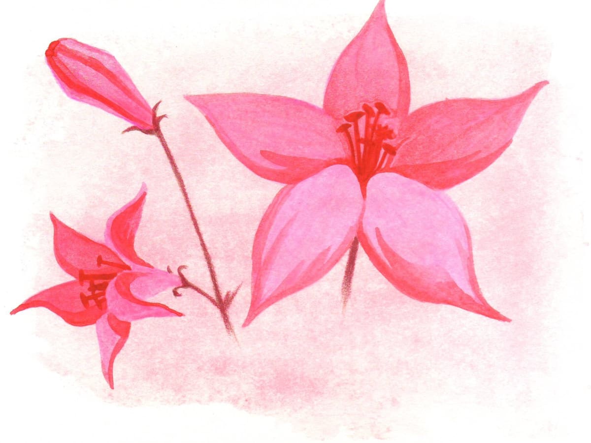 Pink Flower Study 