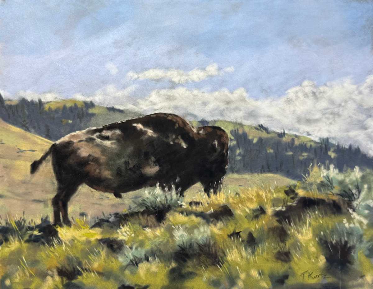 Bison Study by T Kurtz 