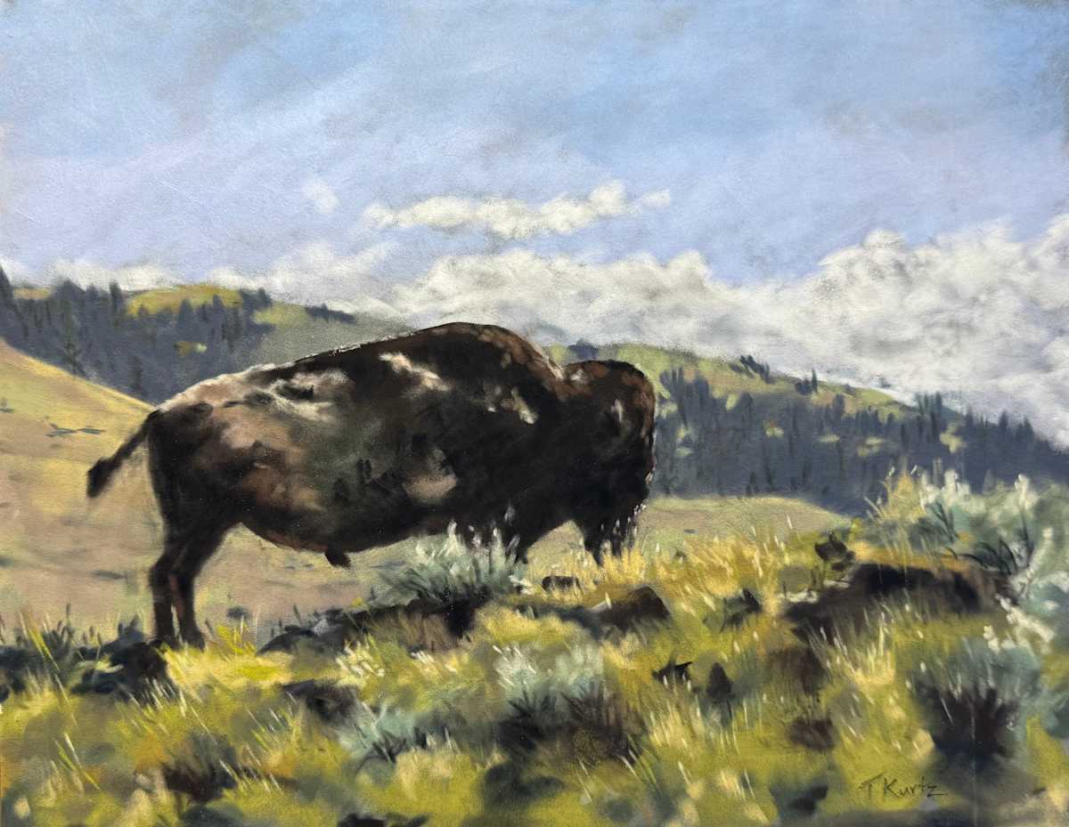 Bison Study by T Kurtz, Image 2.