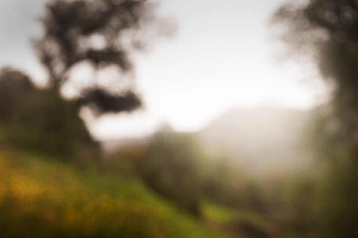 Morning by Peter Honig, Image 1.